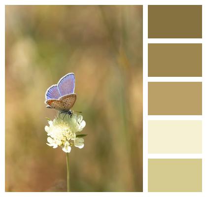 Butterfly Buttercup Common Blue Image